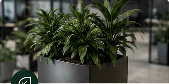 Healthy indoor plants in a workplace planter